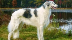 Rase de câine: fotografii cu nume